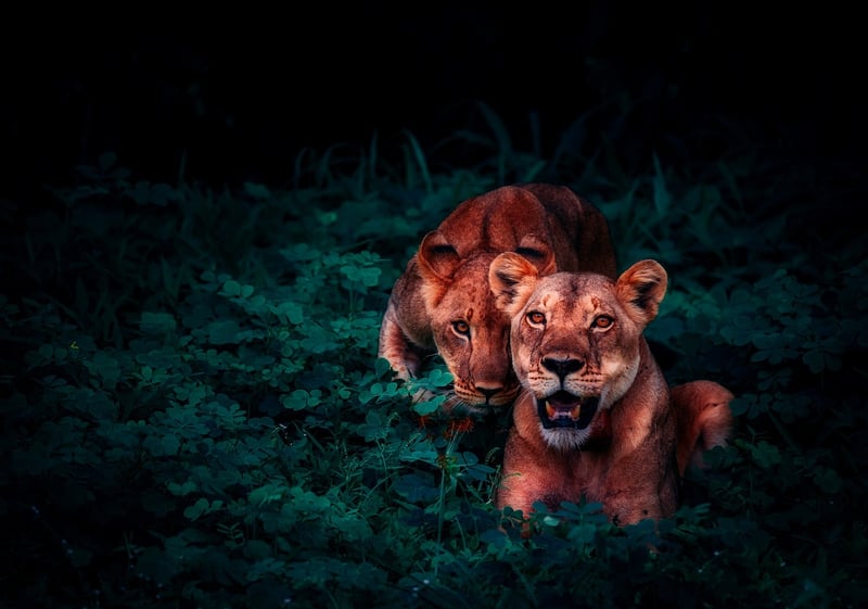Jungle Quests